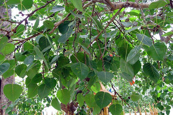Người xưa có câu "Cây dữ rước họa": 3 loại cây tránh trồng sát nhà - Ảnh 1.