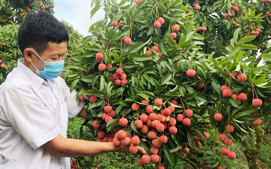 Bắc Ninh thu gần 6.000 tỷ đồng từ vải thiều - Ảnh 1.