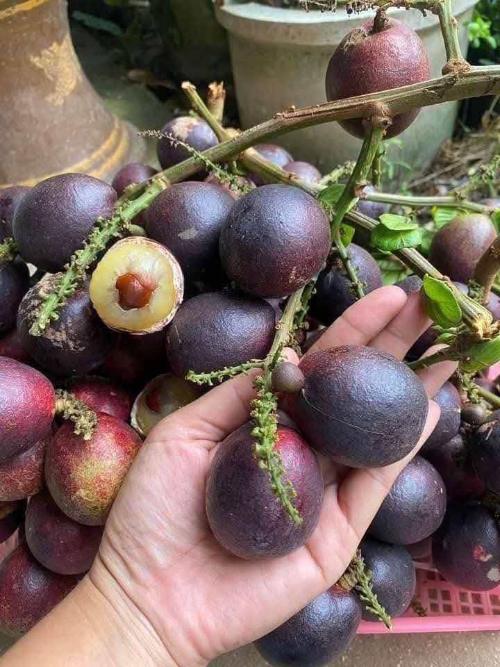 Phát hiện loại quả giống nhãn nhưng thoang thoảng vị sầu riêng: Điều bất ngờ nằm ở mức giá 2,5 triệu đồng/kg- Ảnh 2.