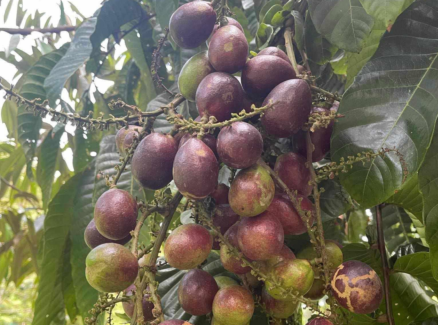 Phát hiện loại quả giống nhãn nhưng thoang thoảng vị sầu riêng: Điều bất ngờ nằm ở mức giá 2,5 triệu đồng/kg- Ảnh 1.