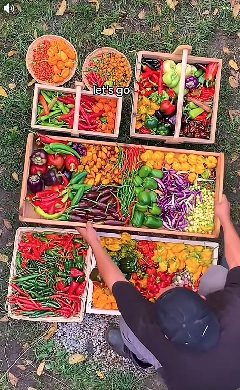 Gia đình trồng rau quả trong sân nhà suốt 1 năm, thành quả thu được khiến chính họ sững sờ - Ảnh 3.