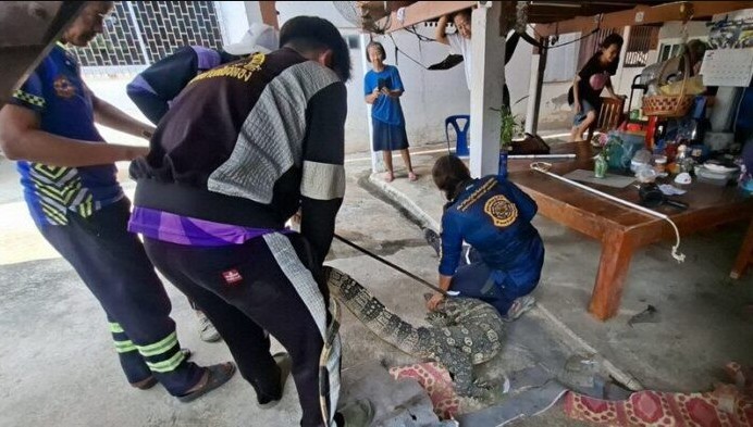 Một mình ở nhà, cụ bà 78 tuổi nghe tiếng động lạ rồi thất kinh thấy "quái vật" dài hàng mét bò vào phòng - Ảnh 1.