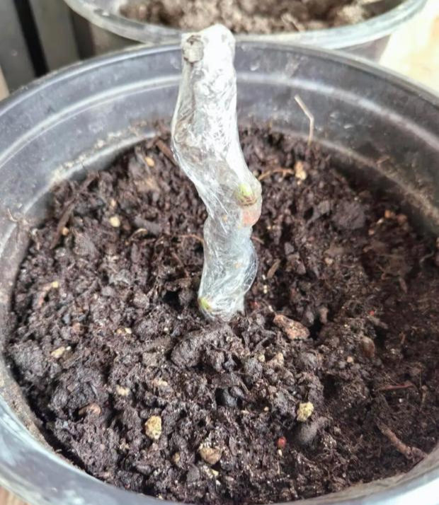 Cứ nghĩ màng bọc thực phẩm chỉ để bọc đồ ăn, ai ngờ lại giải quyết được hàng loạt việc nhà phiền phức - Ảnh 4.