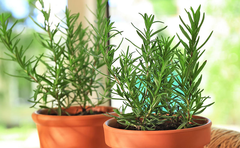 3 loại cây cảnh dành cho người lười: Ít tưới nước vẫn phát triển xanh mướt- Ảnh 3.