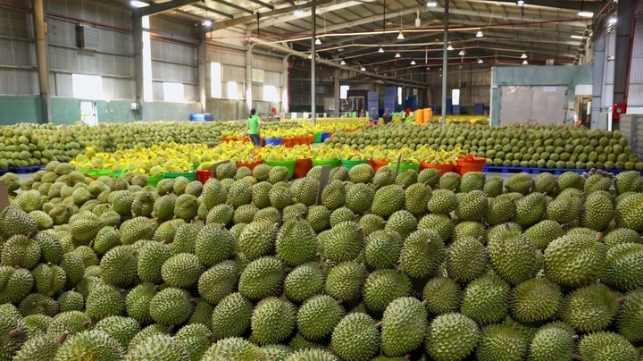 Gỡ nút thắt kiểm nghiệm để giữ thị trường tỷ đô cho sầu riêng Việt- Ảnh 4.