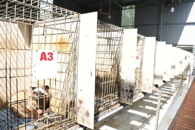 Khám phá trang trại nuôi chồn hương đặc biệt ở thành phố Đồng Nai  - Ảnh 1.