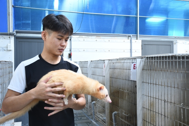 Khám phá trang trại nuôi chồn hương đặc biệt ở thành phố Đồng Nai  - Ảnh 7.