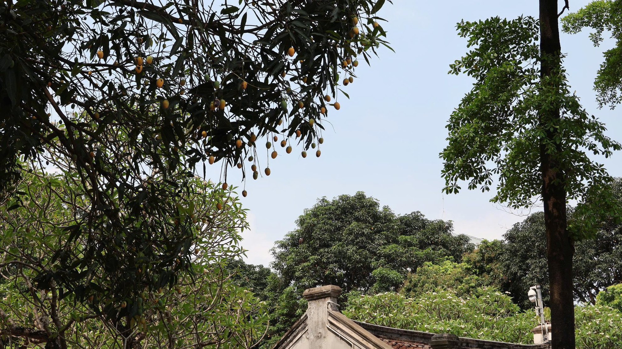 Di tích nổi tiếng ở Hà Nội tổ chức hoạt động riêng cho mùa thi, liên quan tới 1 loại quả - Ảnh 2.