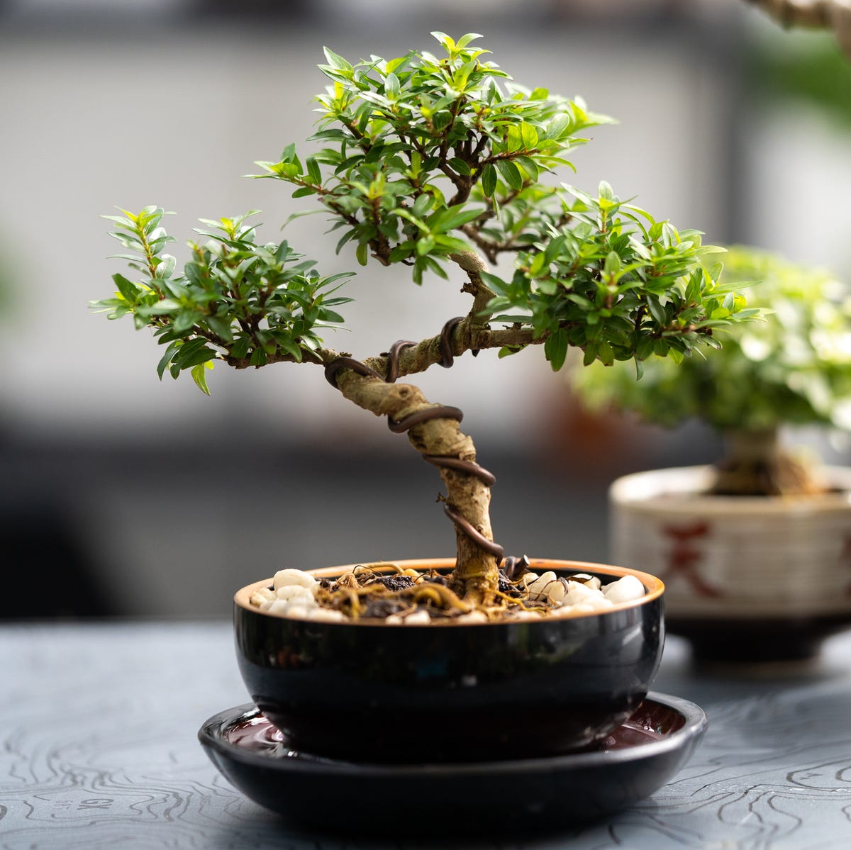 5 loại cây chớ nên trồng trong nhà kẻo vận xui kéo tới - Ảnh 2.