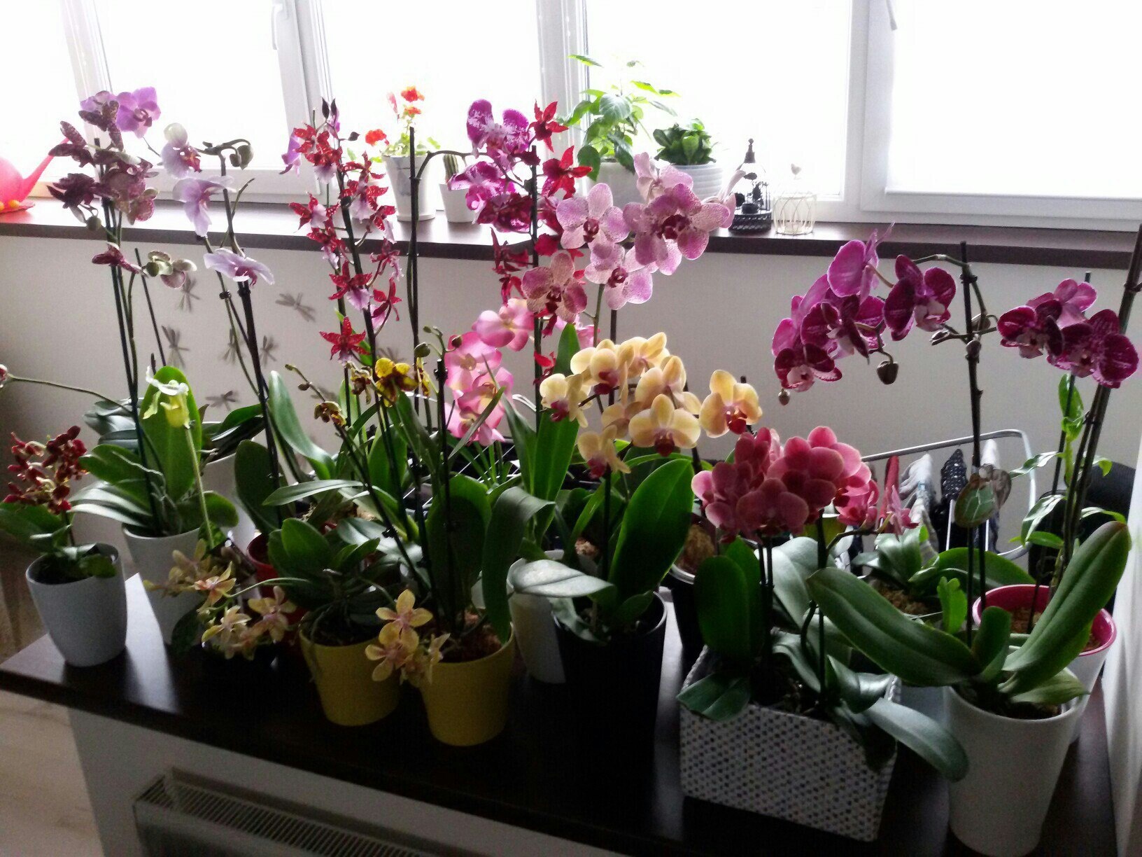 4 lời khuyên dành cho các gia đình đang trồng hoa lan - Ảnh 3.