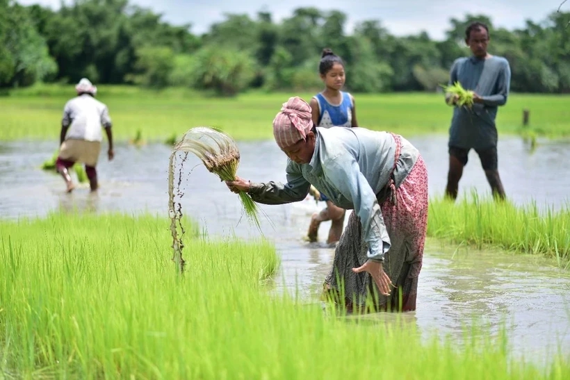 Việt Nam đã triển khai nhiều năm, Indonesia nay mới thử nghiệm cách trồng lúa cho kết quả bất ngờ - Ảnh 2.