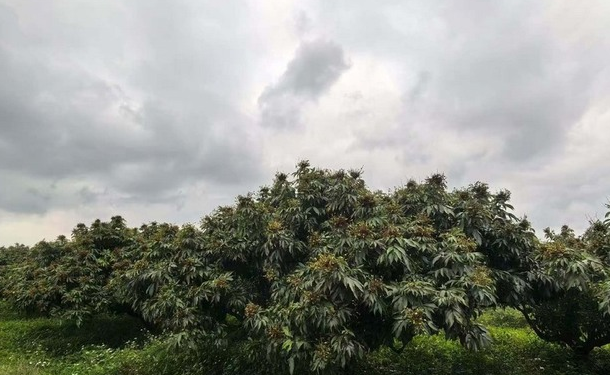 Không phải sầu riêng tự trồng, Trung Quốc lo mất trắng loại quả Việt Nam đang trồng rất nhiều: Sản lượng giảm 40%, giá cao chót vót - Ảnh 1.