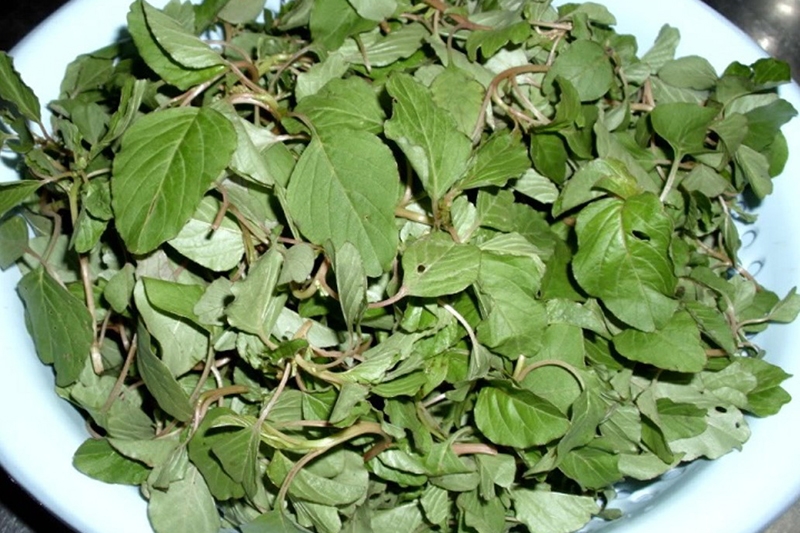 Việt Nam có loại "rau trường thọ": Vài nghìn cả mớ nhưng cực giàu protein, sắt, canxi, chất chống ung thư - Ảnh 3.