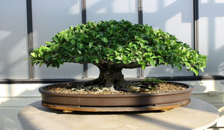3 loại cây nên đặt ở phòng khách sống trăm năm: Được xem như "báu vật" để lại cho con cháu - Ảnh 1.