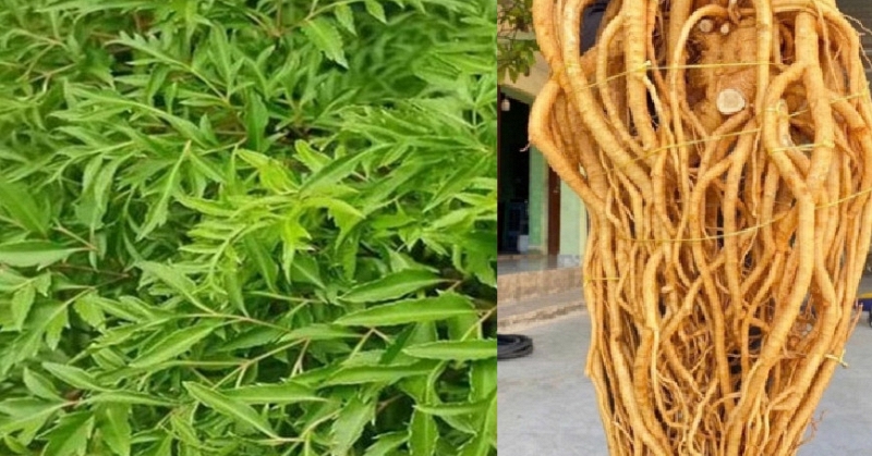 Công dụng của rau ngót - Ảnh 3.