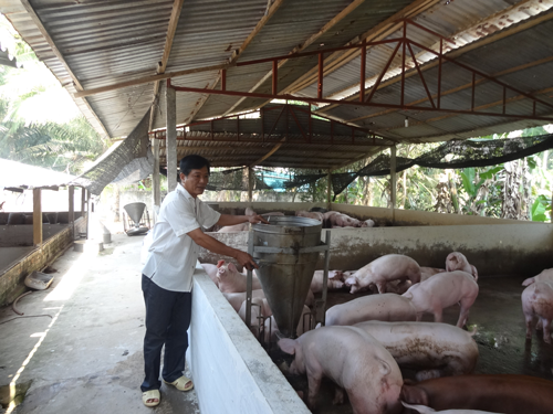 Người nuôi heo lãi lớn - Ảnh 1.