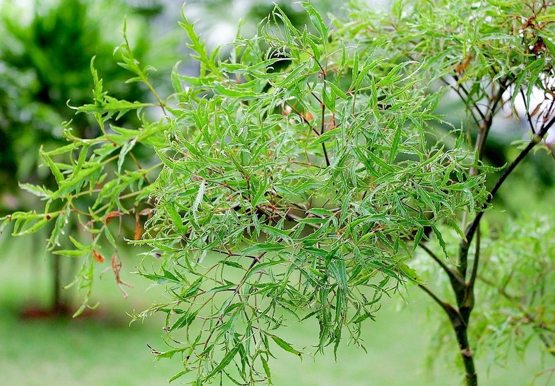 Công dụng của cây đinh lăng - Ảnh 1.