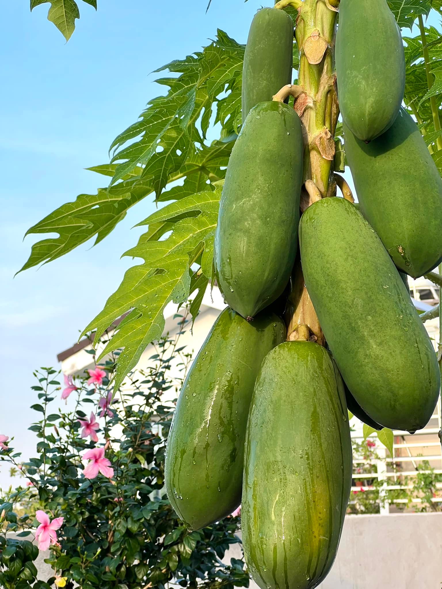 Nữ đại gia Sài thành khoe khu vườn đẹp như resort riêng: Hóa ra đây chính là "xa xỉ phẩm" của người giàu - Ảnh 4.