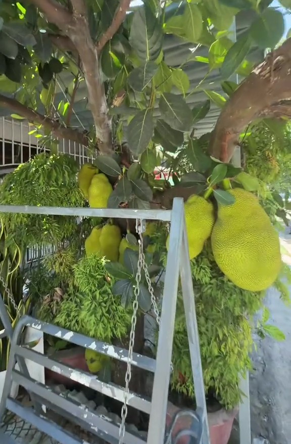 Khách Tây và chuyện ăn mít khi đến Việt Nam: Viết được thành tiểu thuyết 1.000 chương- Ảnh 5.