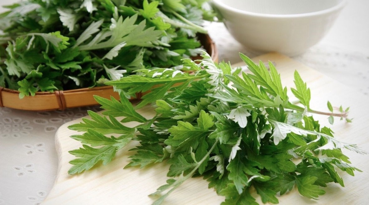 Vì sao người xưa thường trồng cây ngải cứu trong vườn? - Ảnh 1.