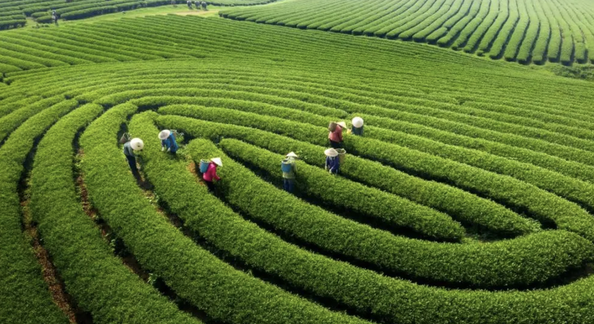 Việt Nam có 1 ĐỊA ĐIỂM, 3 lần được vinh danh "Điểm đến thiên nhiên khu vực hàng đầu thế giới": Chỉ cách Hà Nội chỉ 180km, mát mẻ quanh năm- Ảnh 5.