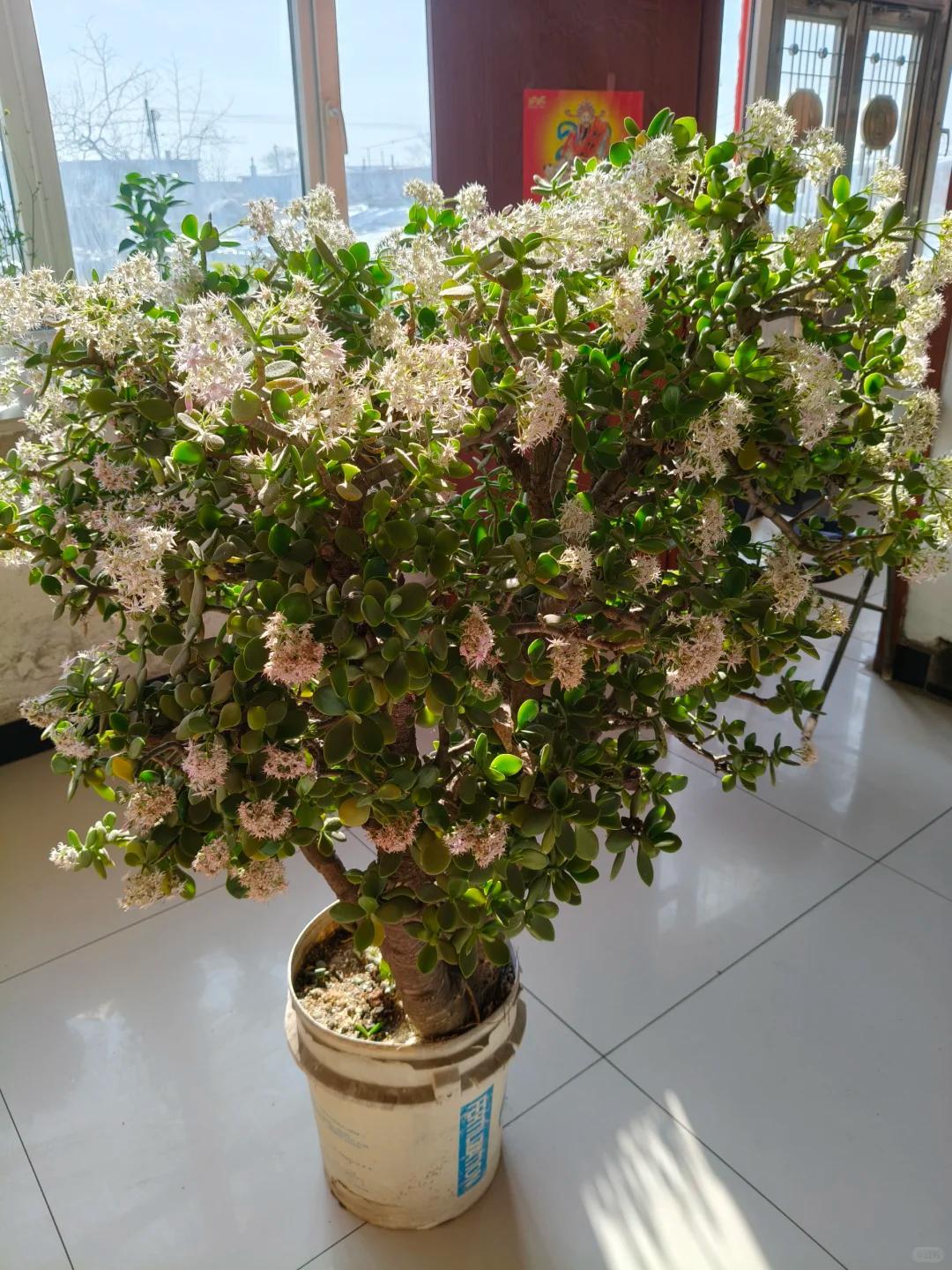 Cây xương rồng được cụ ông 86 tuổi chăm suốt 30 năm bất ngờ nở hoa trước ngày phải chuyển đi, câu chuyện khiến nhiều người xúc động- Ảnh 7.