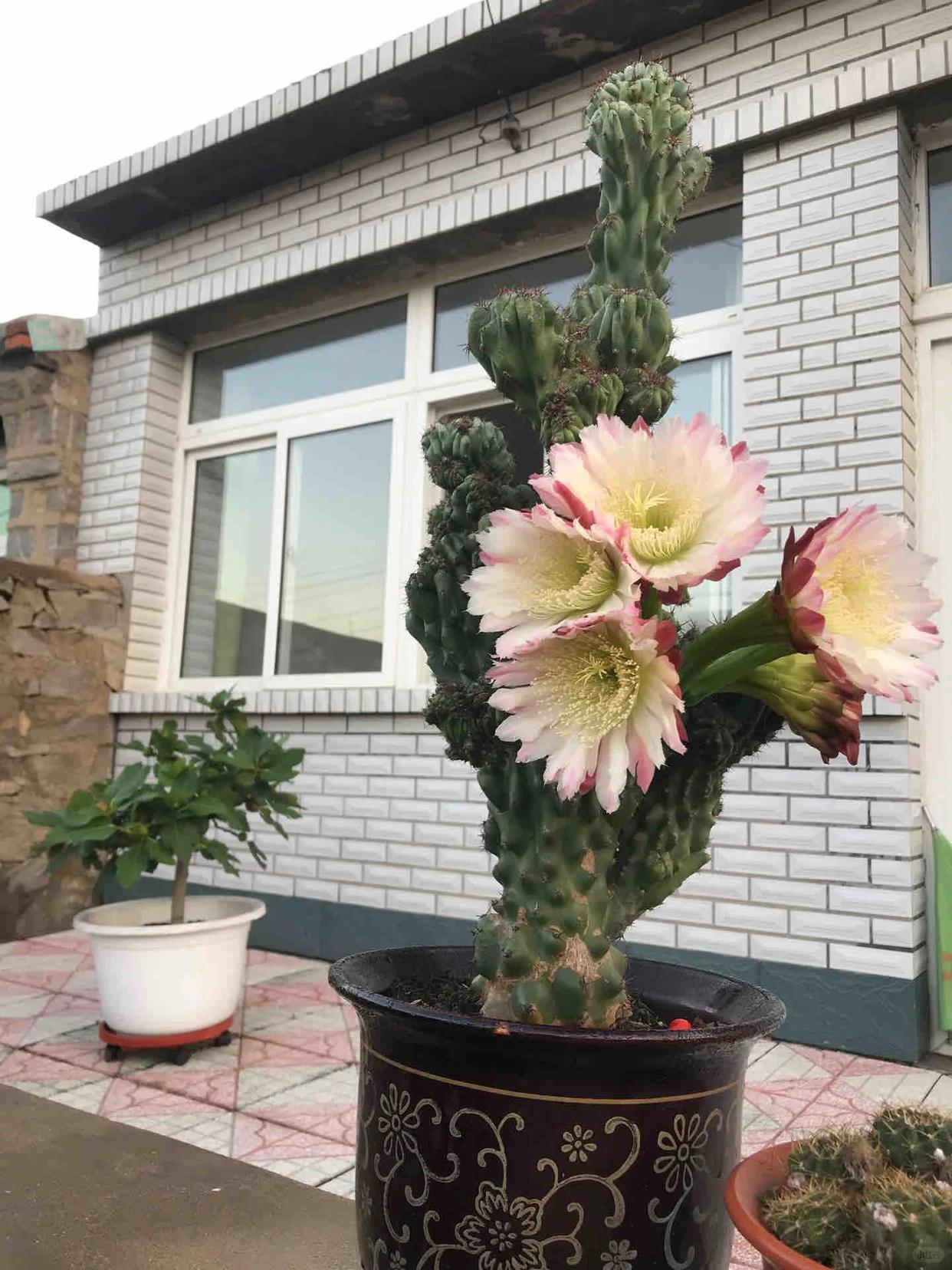 Cây xương rồng được cụ ông 86 tuổi chăm suốt 30 năm bất ngờ nở hoa trước ngày phải chuyển đi, câu chuyện khiến nhiều người xúc động- Ảnh 3.