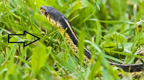 7 thứ mà rắn thích nhất trên đời - Ảnh 3.