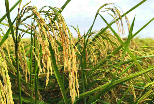 Một khách hàng của gạo Việt ra thông báo ngừng nhập khẩu- Ảnh 1.