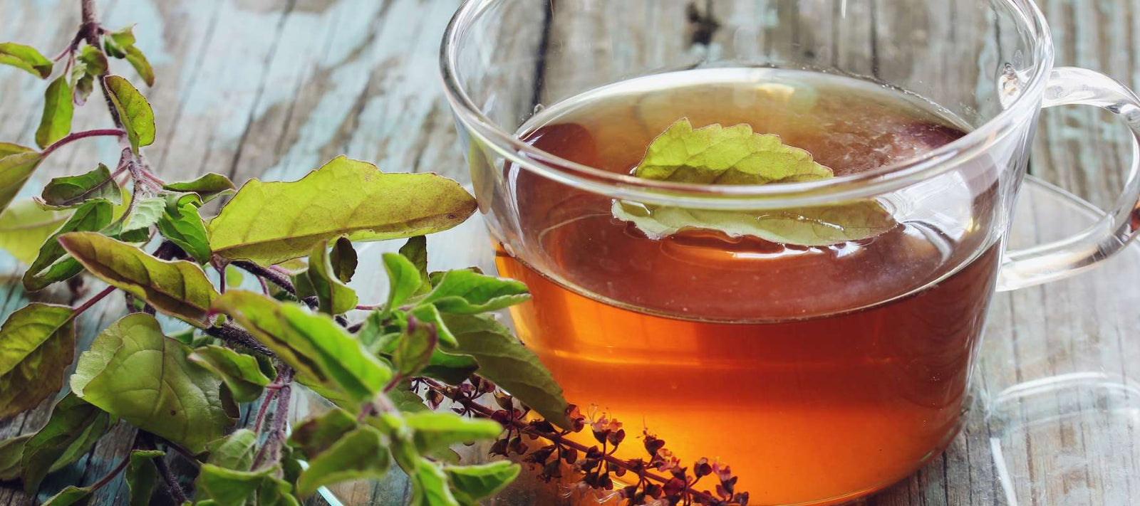 Loại cây ai cũng nên trồng trong nhà: Giúp xả xui, lại được coi là "nữ hoàng của các loại thảo dược" - Ảnh 2.