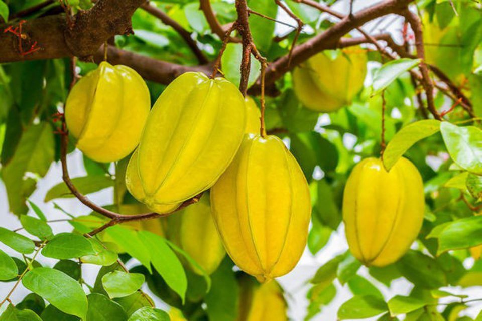 3 loại cây ăn quả nên trồng trong nhà: Mang "phước lành" cho gia đình- Ảnh 1.