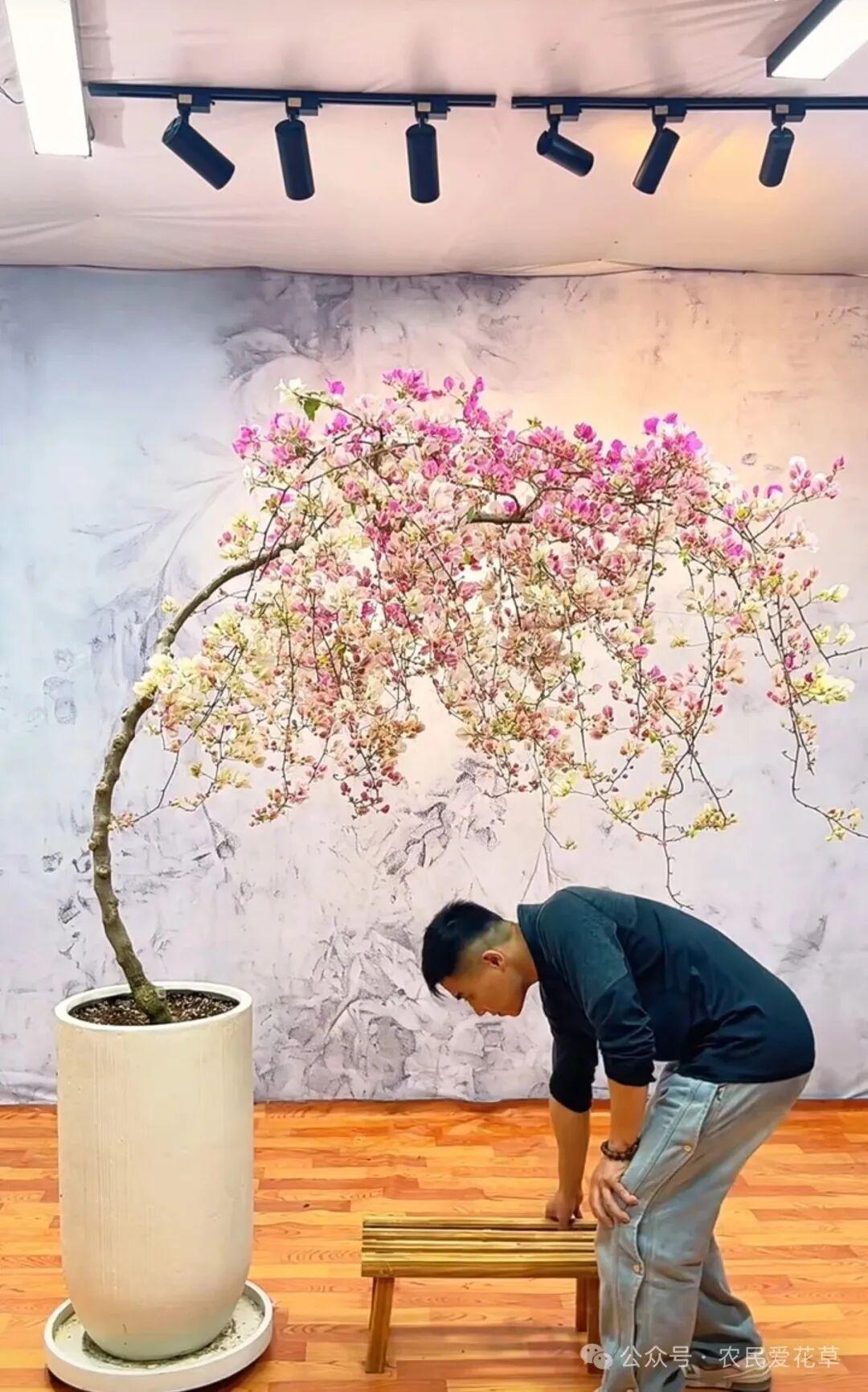 Từ chỗ phản đối chồng chi gần 11 triệu đồng mua cây hoa giấy, tôi lại thành người ngắm nó "800 lần mỗi ngày": Hóa ra có những thú chơi càng ngắm càng thấy đáng tiền - Ảnh 6.