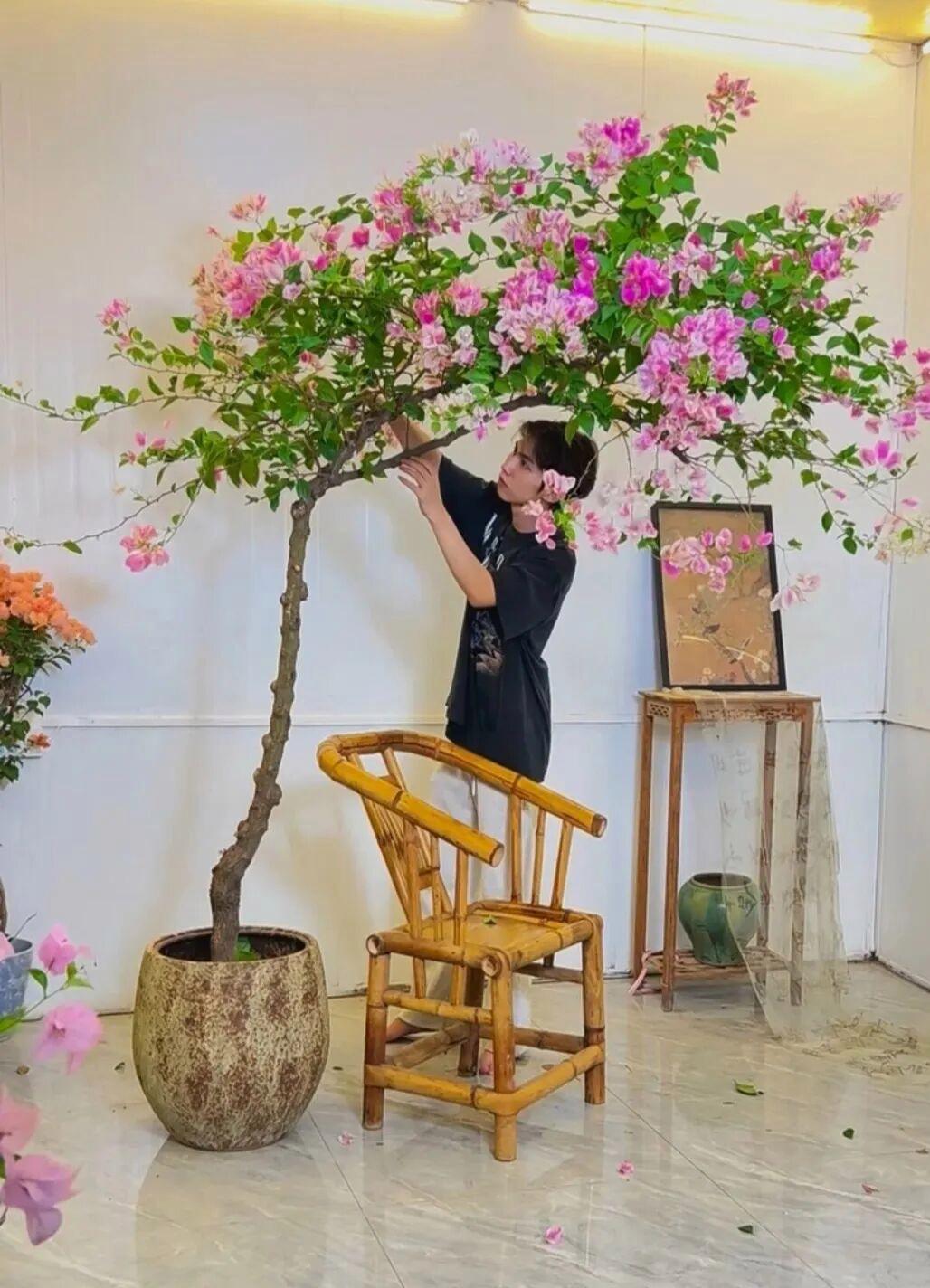 Từ chỗ phản đối chồng chi gần 11 triệu đồng mua cây hoa giấy, tôi lại thành người ngắm nó "800 lần mỗi ngày": Hóa ra có những thú chơi càng ngắm càng thấy đáng tiền - Ảnh 4.