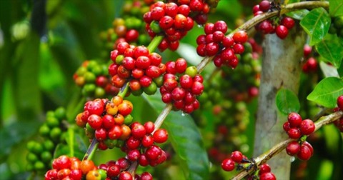 Giá cà phê tiếp tục tăng - Ảnh 1.