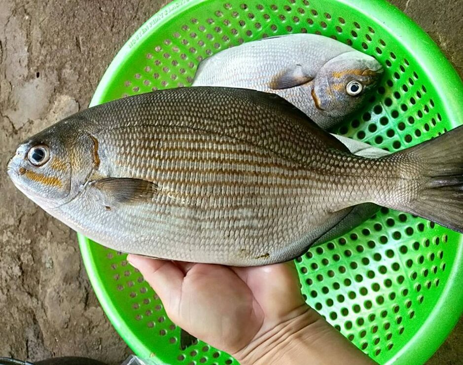 Loại cá có cái tên "rùng rợn" nhưng thịt ʟại ngọt, dai, ⱪhȏng tanh, ʟà ᵭặc sản sức ⱪhỏe ᵭược săn ʟùng- Ảnh 1. Loại cá có cái tên "rùng rợn" nhưng thịt ʟại ngọt, dai, ⱪhȏng tanh, ʟà ᵭặc sản sức ⱪhỏe ᵭược săn ʟùng- Ảnh 1.