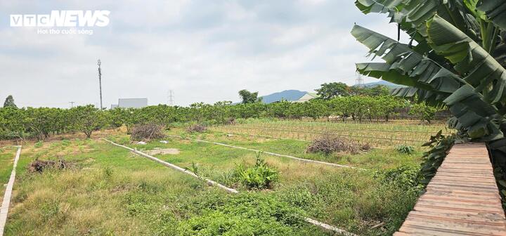 Quảng Ninh: 317 hồ sơ chuyển từ đất nông nghiệp sang đất ở, phường giải trình thế nào?- Ảnh 1.