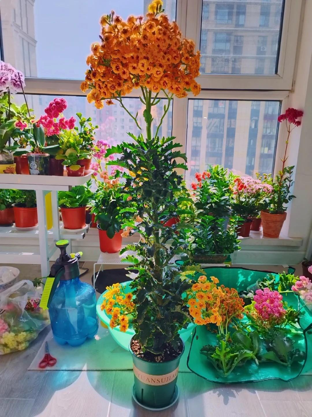 Chỉ mất 1 năm, người phụ nữ trồng cây sống đời thành "cây cổ thụ" cao gần 1 mét, nở hoa kín tán: Bí quyết hóa ra lại rất đơn giản - Ảnh 3.