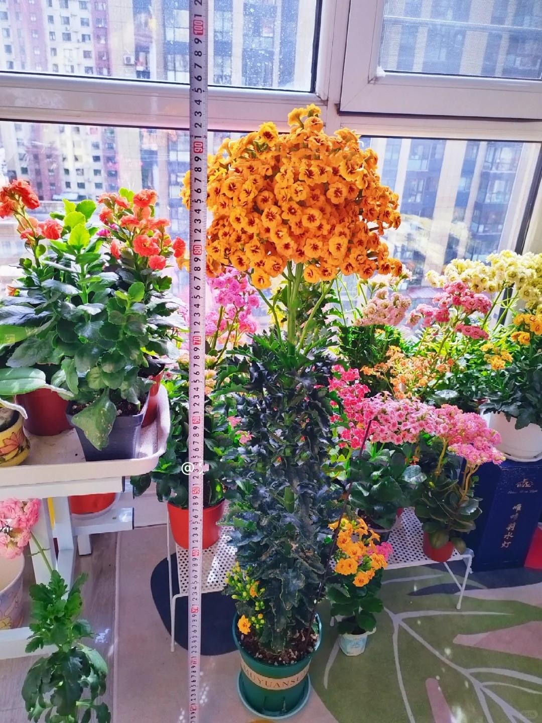 Chỉ mất 1 năm, người phụ nữ trồng cây sống đời thành "cây cổ thụ" cao gần 1 mét, nở hoa kín tán: Bí quyết hóa ra lại rất đơn giản - Ảnh 1.