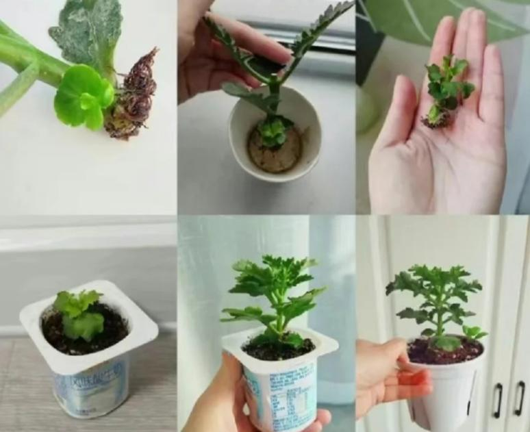 Chỉ mất 1 năm, người phụ nữ trồng cây sống đời thành "cây cổ thụ" cao gần 1 mét, nở hoa kín tán: Bí quyết hóa ra lại rất đơn giản - Ảnh 2.