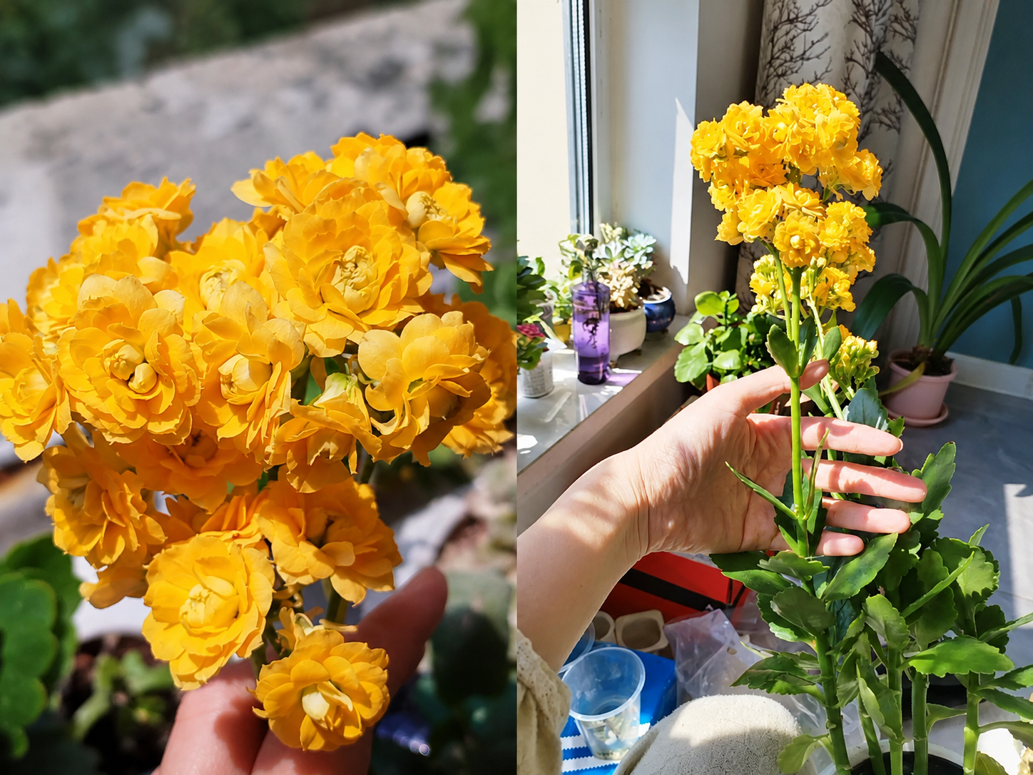 Chỉ mất 1 năm, người phụ nữ trồng cây sống đời thành "cây cổ thụ" cao gần 1 mét, nở hoa kín tán: Bí quyết hóa ra lại rất đơn giản - Ảnh 4.