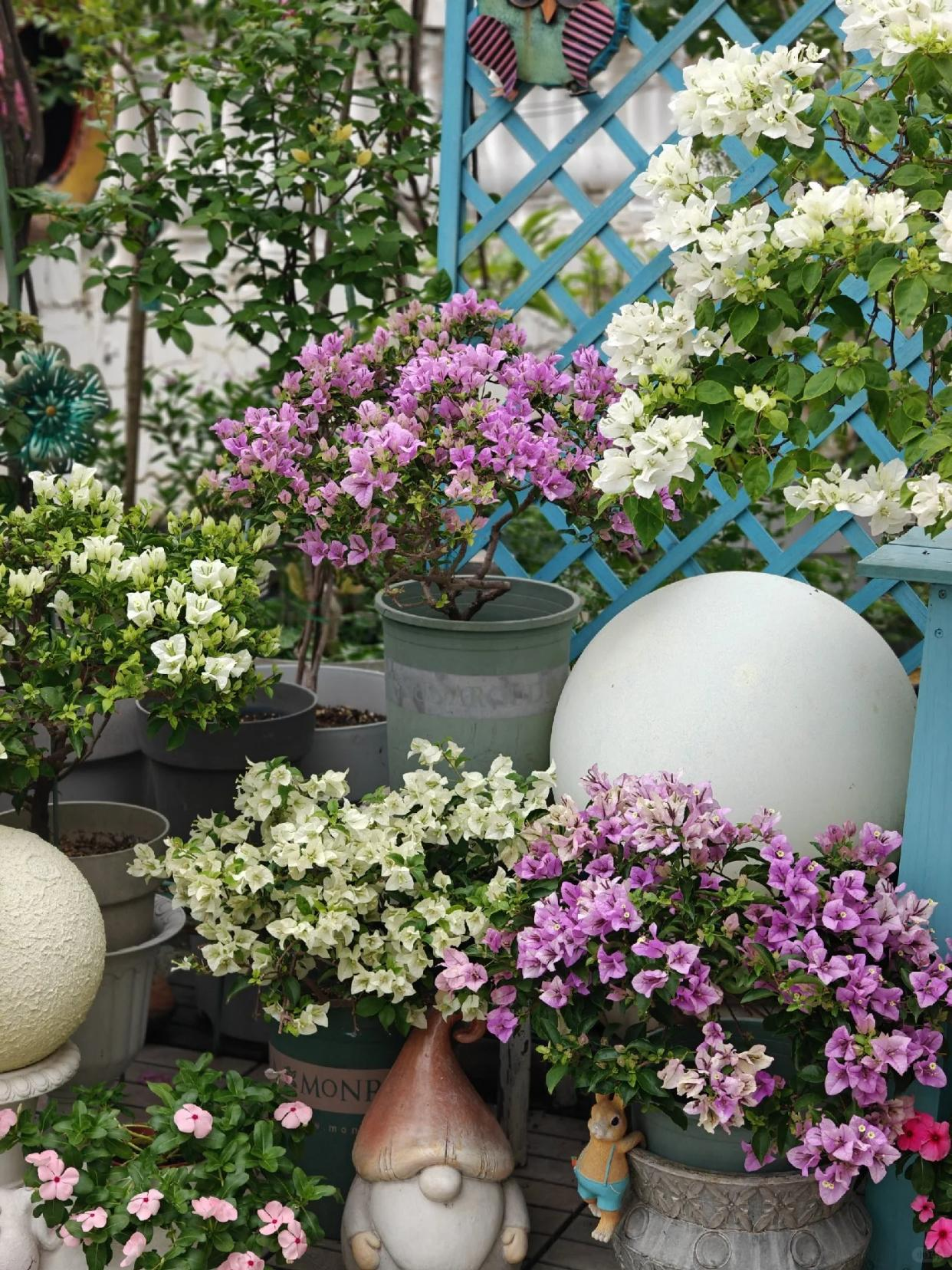 Người đàn ông khoe ban công hoa giấy đẹp "nghẹt thở", dân mạng chỉ để lại một bình luận: "Ước gì được làm hàng xóm!" - Ảnh 6.