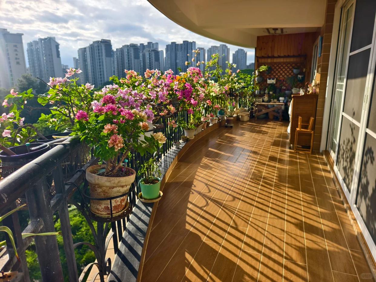 Người đàn ông khoe ban công hoa giấy đẹp "nghẹt thở", dân mạng chỉ để lại một bình luận: "Ước gì được làm hàng xóm!" - Ảnh 2.