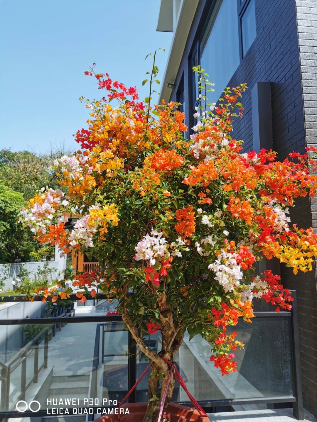 Người đàn ông khoe ban công hoa giấy đẹp "nghẹt thở", dân mạng chỉ để lại một bình luận: "Ước gì được làm hàng xóm!" - Ảnh 4.
