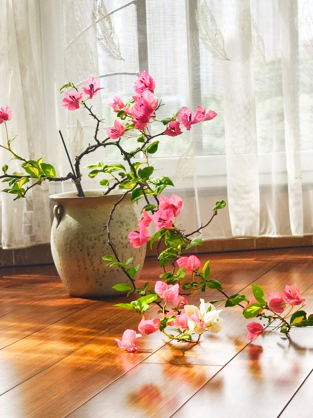 Người đàn ông khoe ban công hoa giấy đẹp "nghẹt thở", dân mạng chỉ để lại một bình luận: "Ước gì được làm hàng xóm!" - Ảnh 7.