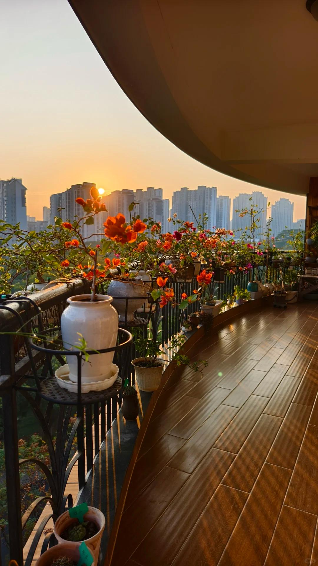 Người đàn ông khoe ban công hoa giấy đẹp "nghẹt thở", dân mạng chỉ để lại một bình luận: "Ước gì được làm hàng xóm!" - Ảnh 3.