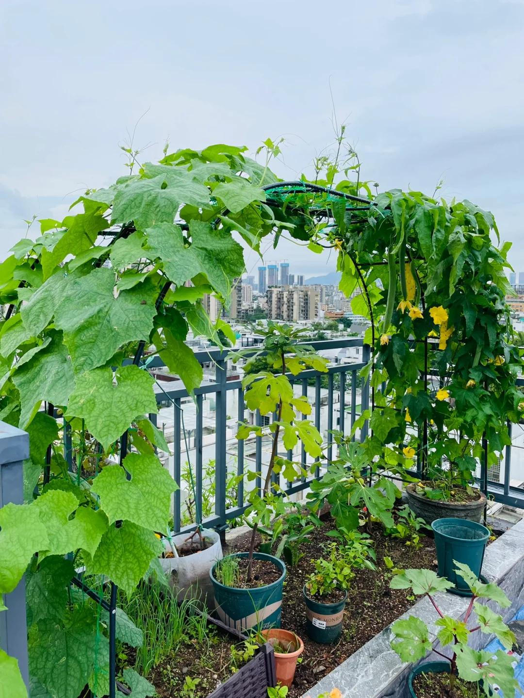 Một giàn mướp phủ kín tòa nhà 6 tầng khiến dân mạng thích thú: Chỉ một cây mà cả khu đều có mướp ăn, ai nhìn cũng muốn trồng - Ảnh 3.