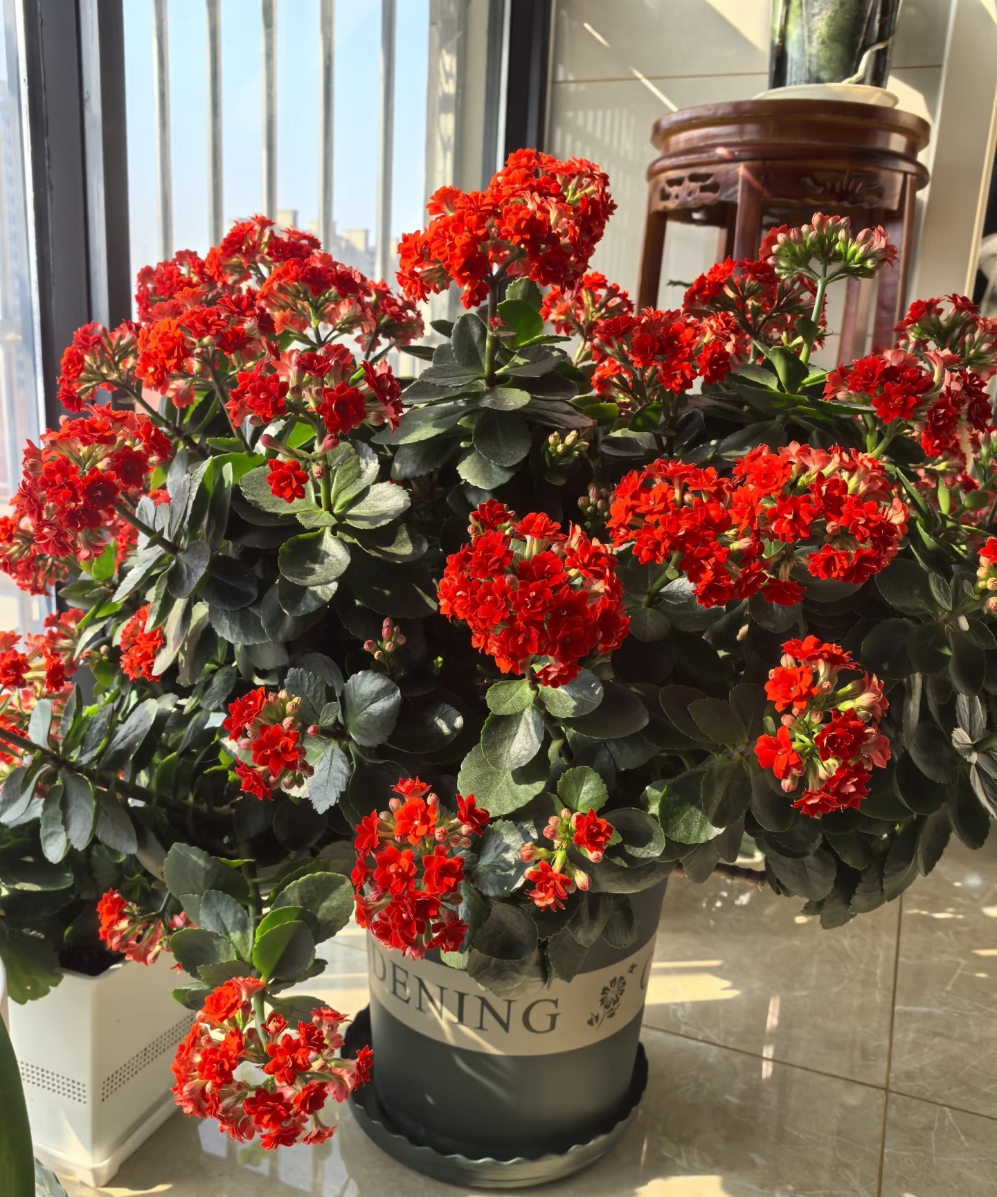 Vì sao người xưa luôn khuyên trồng 5 loại cây này trong nhà? Câu trả lời không chỉ nằm ở phong thủy- Ảnh 3.