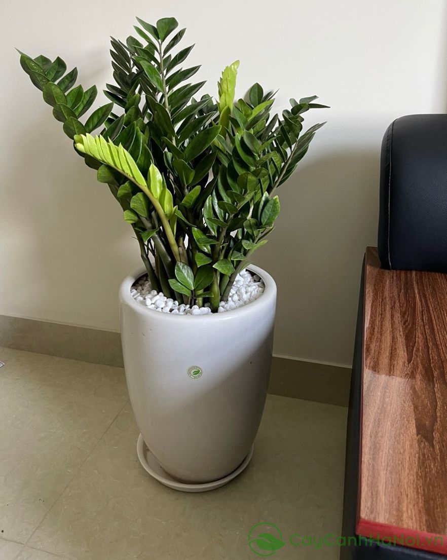 Vì sao người xưa luôn khuyên trồng 5 loại cây này trong nhà? Câu trả lời không chỉ nằm ở phong thủy- Ảnh 4.