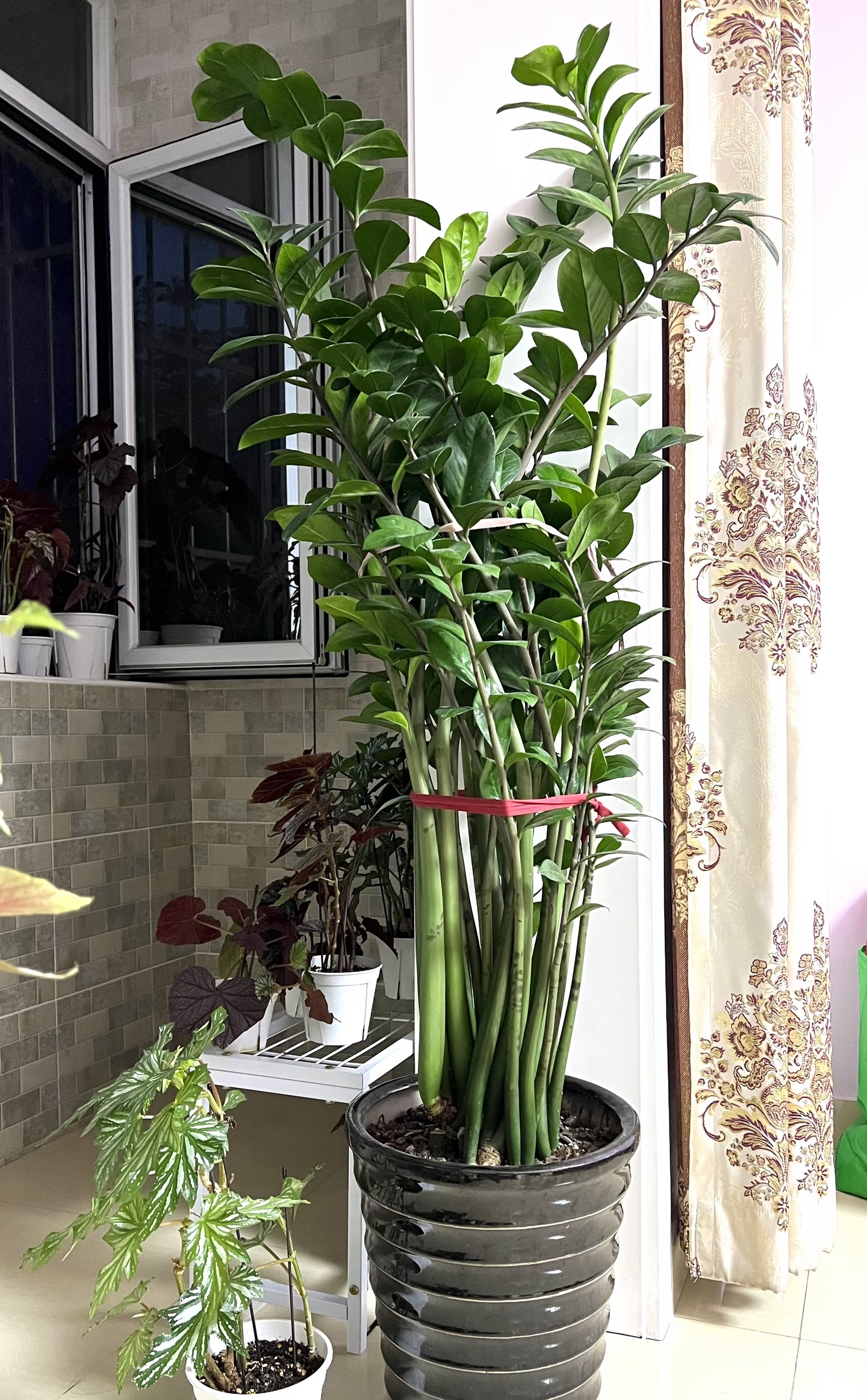 Cây kim tiền được nhiều gia đình yêu thích vì đẹp và mang ý nghĩa tài lộc, nhưng có 5 sự thật khiến không ít người mua về rồi mới hối hận- Ảnh 2.