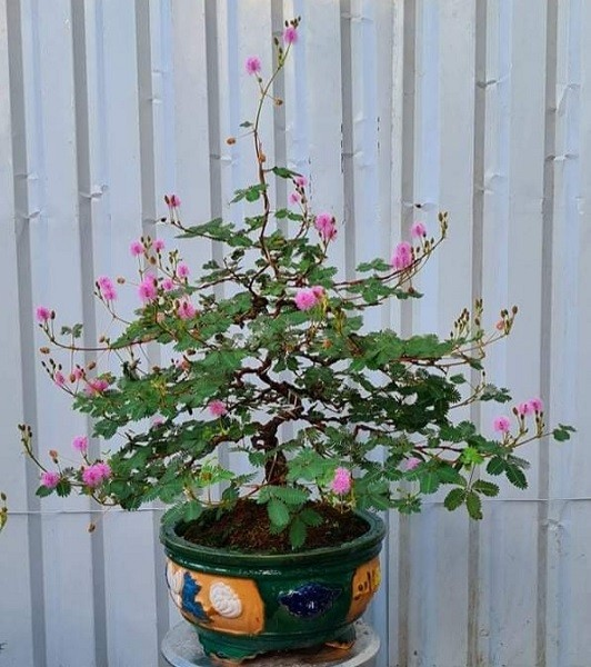 Vì sao gọi là cây xấu hổ?- Ảnh 5.
